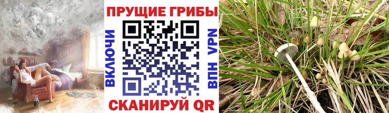 Купить закладки  Арамиль  Галлюциногенные грибы прущие грибы 